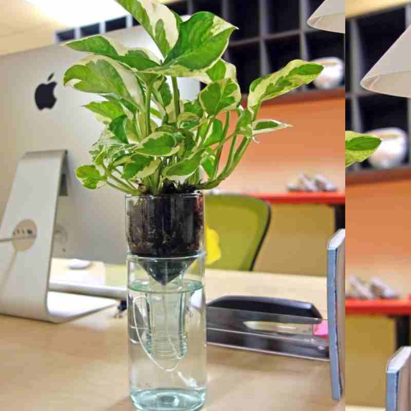 wine bottle self watering plant Self Watering Wine Bottle Planter