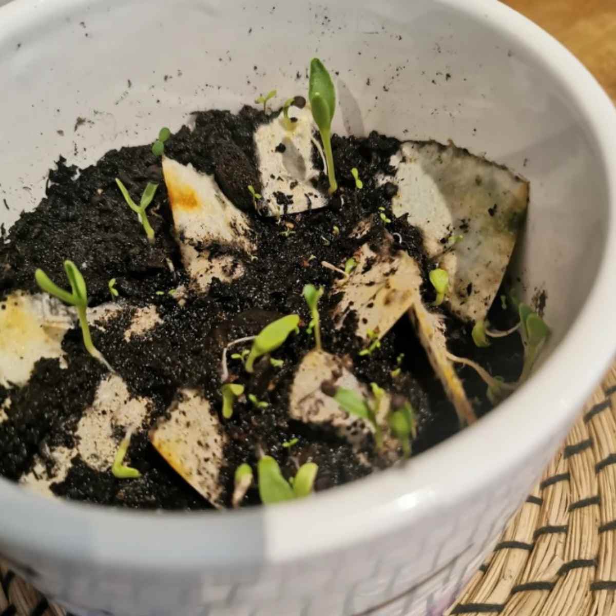 Pink Flowers Thank You Seed Paper Cards (Set of 12)