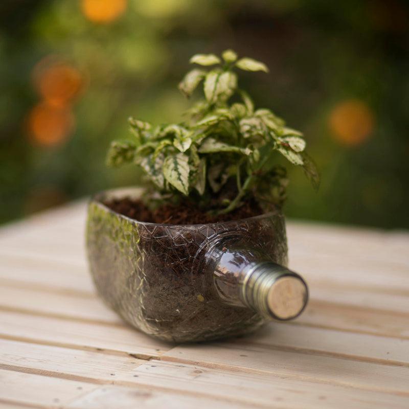 Rum Bottle Planter (Table Top)