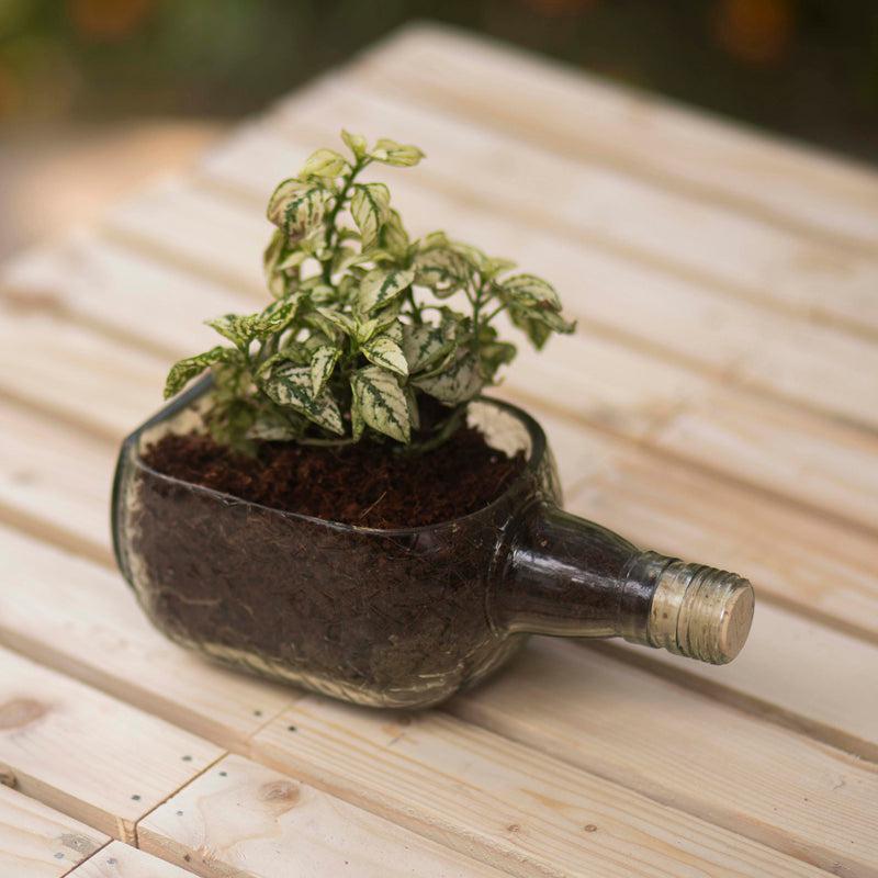 Rum Bottle Planter (Table Top)