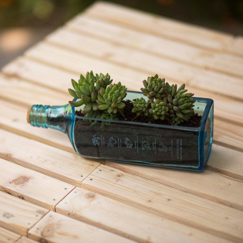 Sapphire Bottle Planter (Table Top)