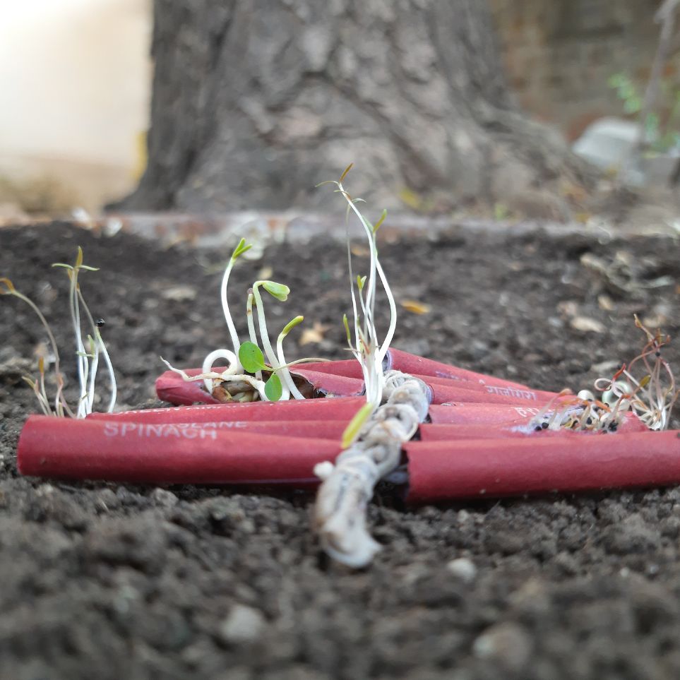 Plantable Diwali Cracker Kit