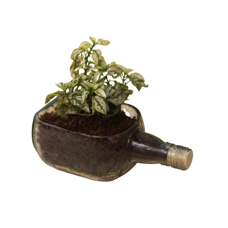 Rum Bottle Planter (Table Top)