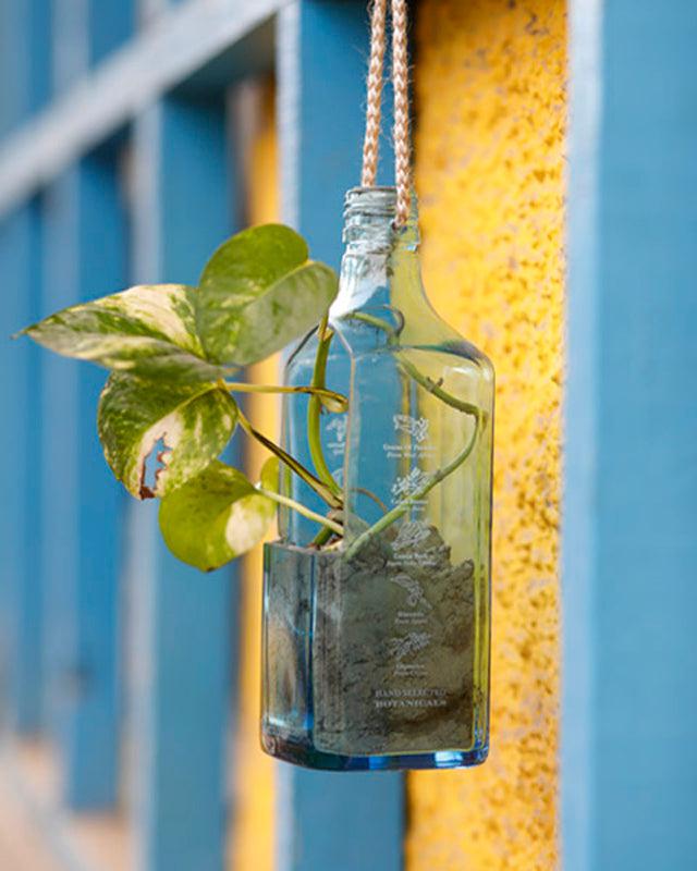 Sapphire Bottle Planter (Hanging)